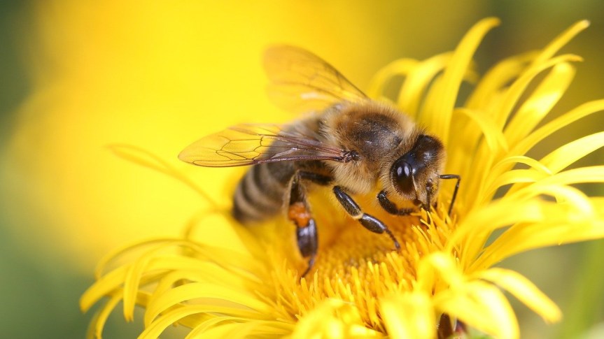 “The Hole in the&nbsp;Hive”