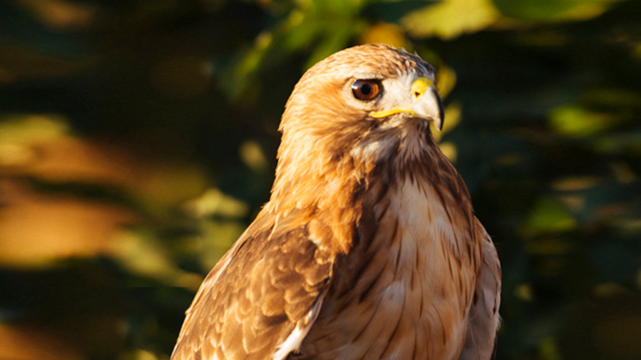 Fortune the Red-Tailed Buzzard